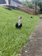 Cairina moschata domestica