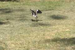 Vanellus chilensis