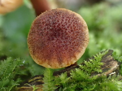 Gymnopilus aeruginosus