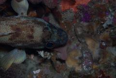 Acanthistius sebastoides