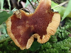Gymnopilus aeruginosus