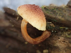 Gymnopilus aeruginosus