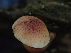 Gymnopilus aeruginosus