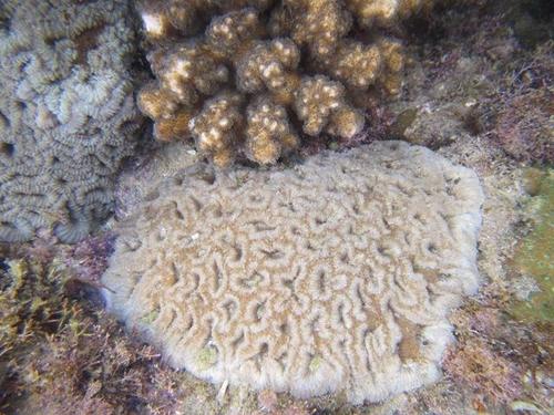 blister coral