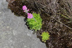 Craterostigma wilmsii