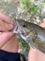 Micropterus dolomieu