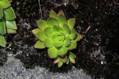 Craterostigma wilmsii