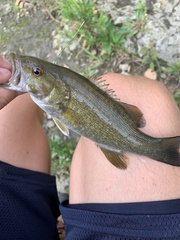 Micropterus dolomieu