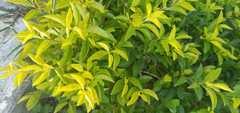 Duranta erecta