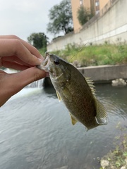 Micropterus dolomieu