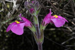 Craterostigma wilmsii