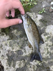 Micropterus dolomieu