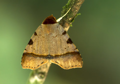 Lepidoptera