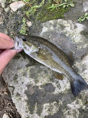 Micropterus dolomieu