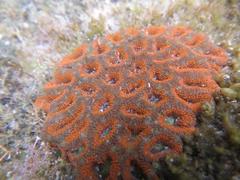 Micromussa indiana