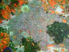 Amphiroa ephedraea