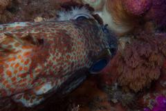 Acanthistius sebastoides