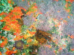 Amphiroa ephedraea