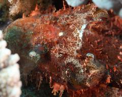 Scorpaenopsis oxycephalus