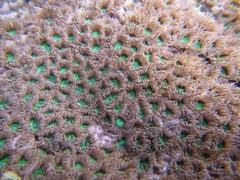 Zoanthus sansibaricus