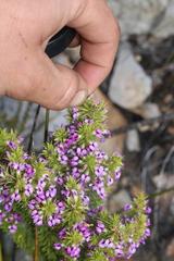 Muraltia ericifolia