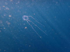 Carybdea murrayana