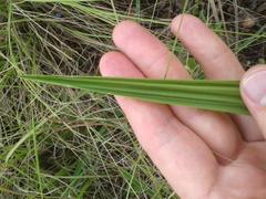 Eulophia welwitschii