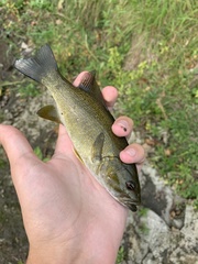 Micropterus dolomieu