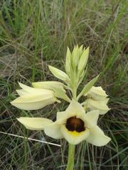 Eulophia welwitschii