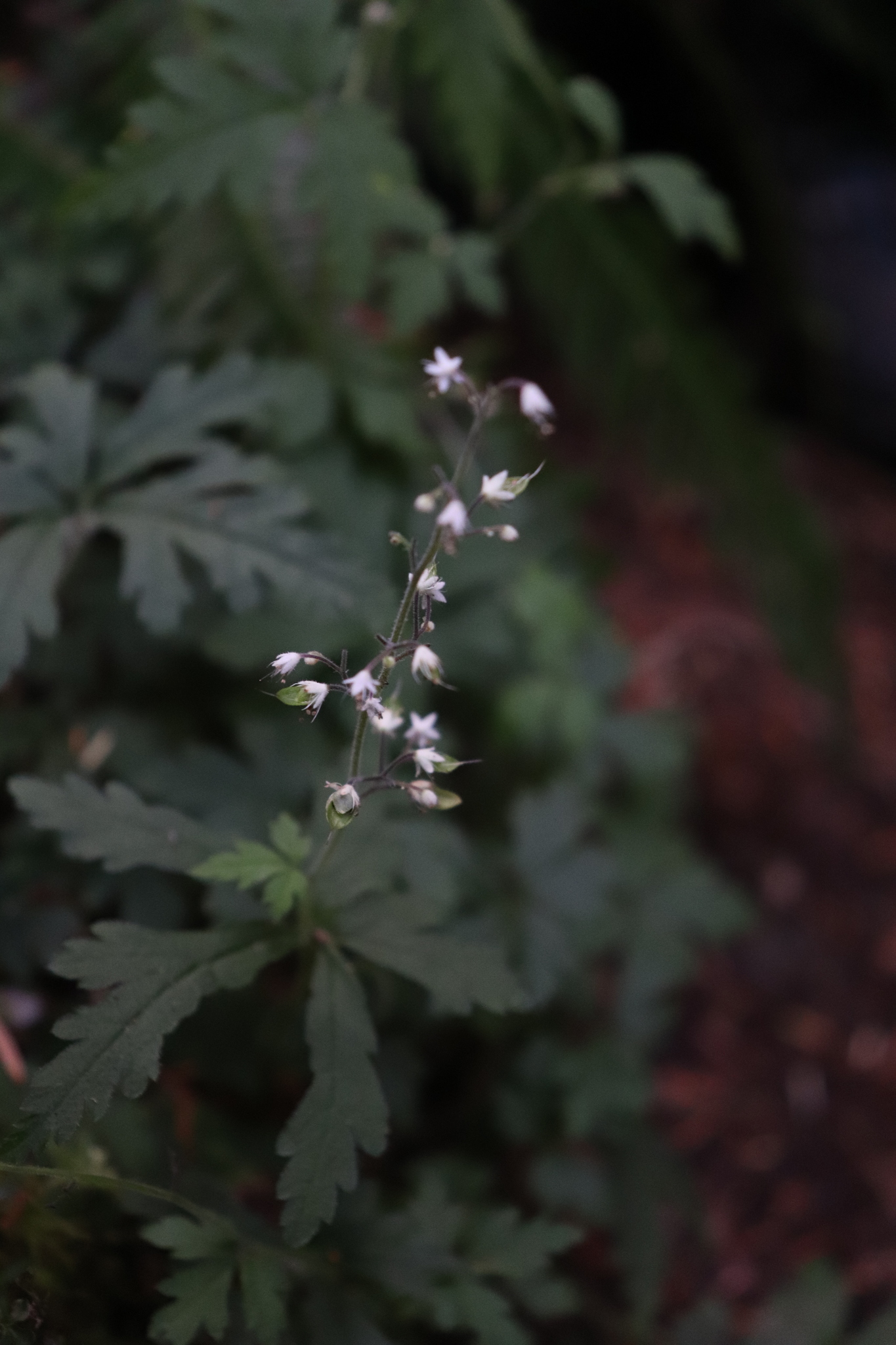 Tiarella trifoliata var. laciniata