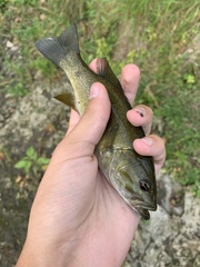 Micropterus dolomieu