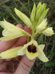 Eulophia welwitschii