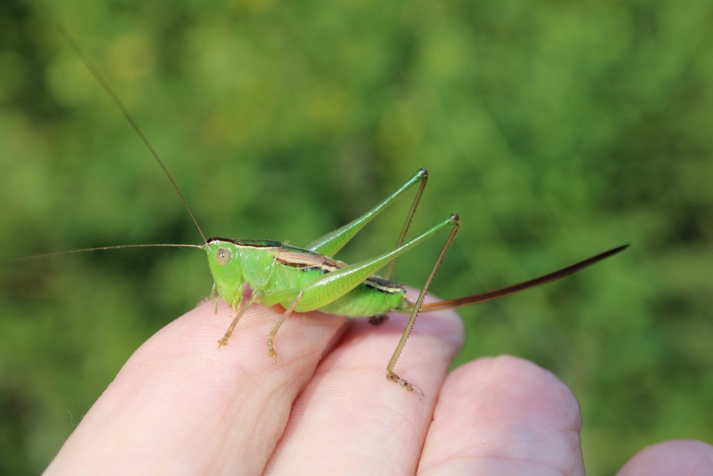Straight-lanced Katydid