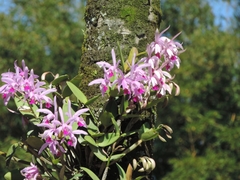 Cattleya intermedia