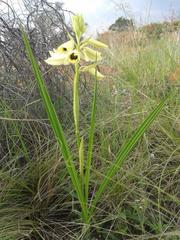 Eulophia welwitschii