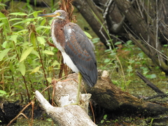 Egretta tricolor image