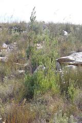 Leucadendron loeriense