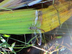 Zosteraeschna minuscula