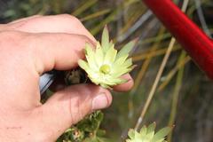 Leucadendron loeriense