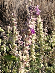Salvia pinguifolia