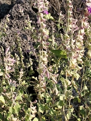 Salvia pinguifolia