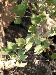 Salvia pinguifolia