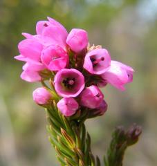 Erica abietina constantiana