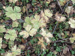 Anemonastrum baicalense