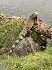 Iguana iguana
