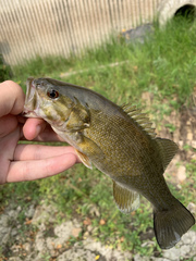 Micropterus dolomieu