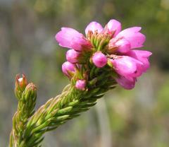 Erica abietina constantiana