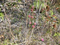 Erica abietina constantiana