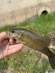 Micropterus dolomieu