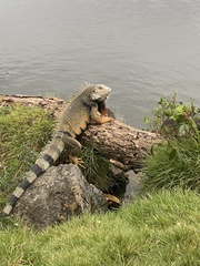 Iguana iguana